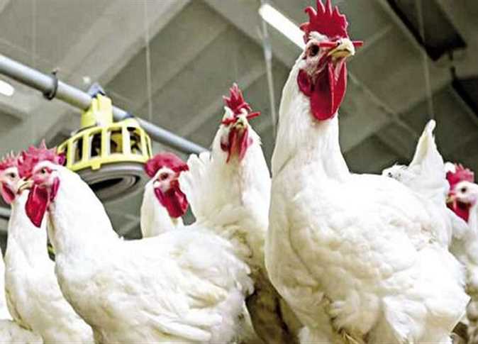 أسعار الدواجن ترتفع اليوم السبت 25 أبريل