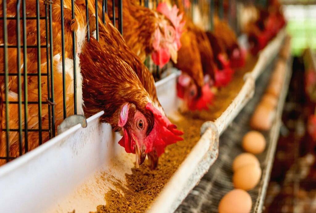 ارتفاع أسعار الدواجن وتراجع اللحوم بالسوق 24 مارس 2024