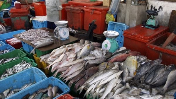 ننشر أسعار الأسماك والجمبري بسوق الجملة 16 سبتمبر 2025