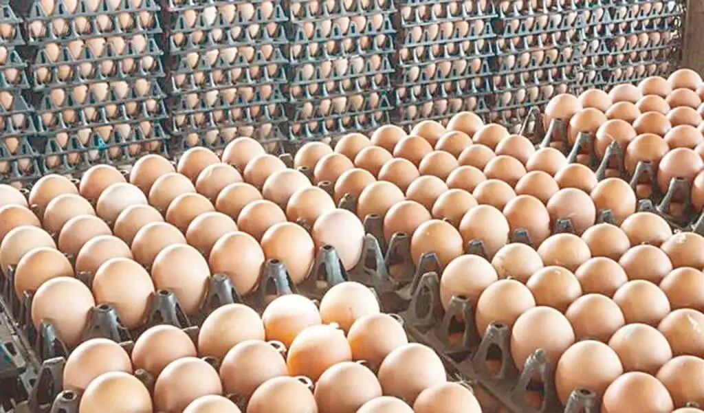 أسعار البيض الثلاثاء 14-7-2026  : طبق المزرعة بين 80 و90 جنيهًا 