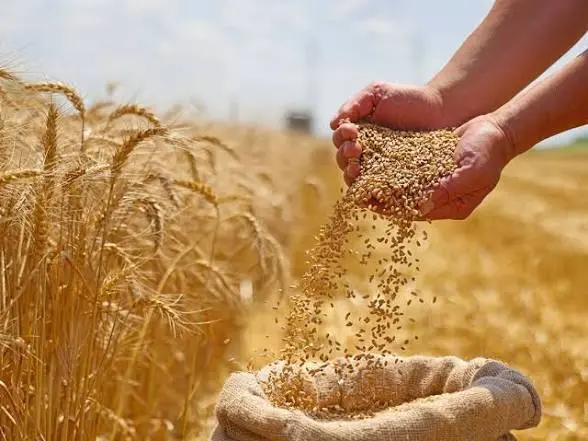ارتفاع إنتاج القمح المصري بنسبة 5.5% بالتزامن مع اليوم العالمي للغذاء