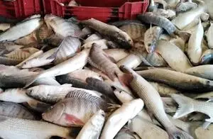 أسعار الأسماك خلال تعاملات اليوم السبت 17 أكتوبر