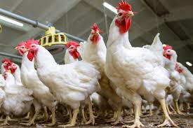 أسعار الدواجن تتراجع اليوم الجمعة 17 أبريل