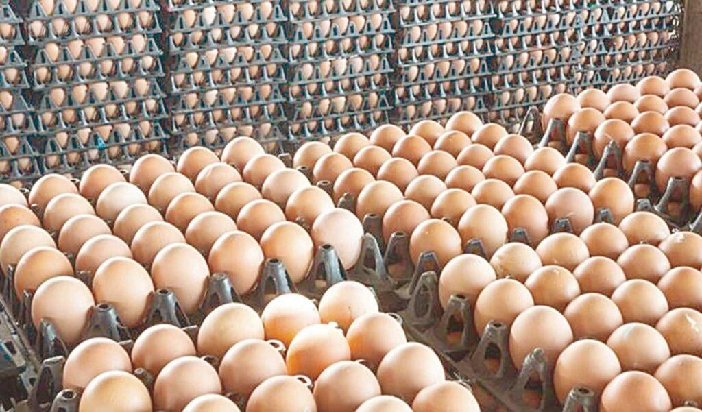كرتونة البيض الأبيض تسجل 127 جنيهاً بالأسواق 17 مايو 2025